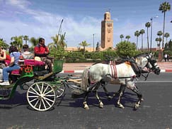 Divertenti attività - Marrakech in Calesse. Richiedi la visita di Marrakech in Calesse, accompagnati dalla guida turistica, che vi darà nozioni sulla città e...