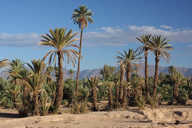 Skoura, un importante palmeto di 25 km quadrati, situato a 40 km da Ouarzazate nel sud del Marocco con 130.000 palme e 30.000 abitanti.